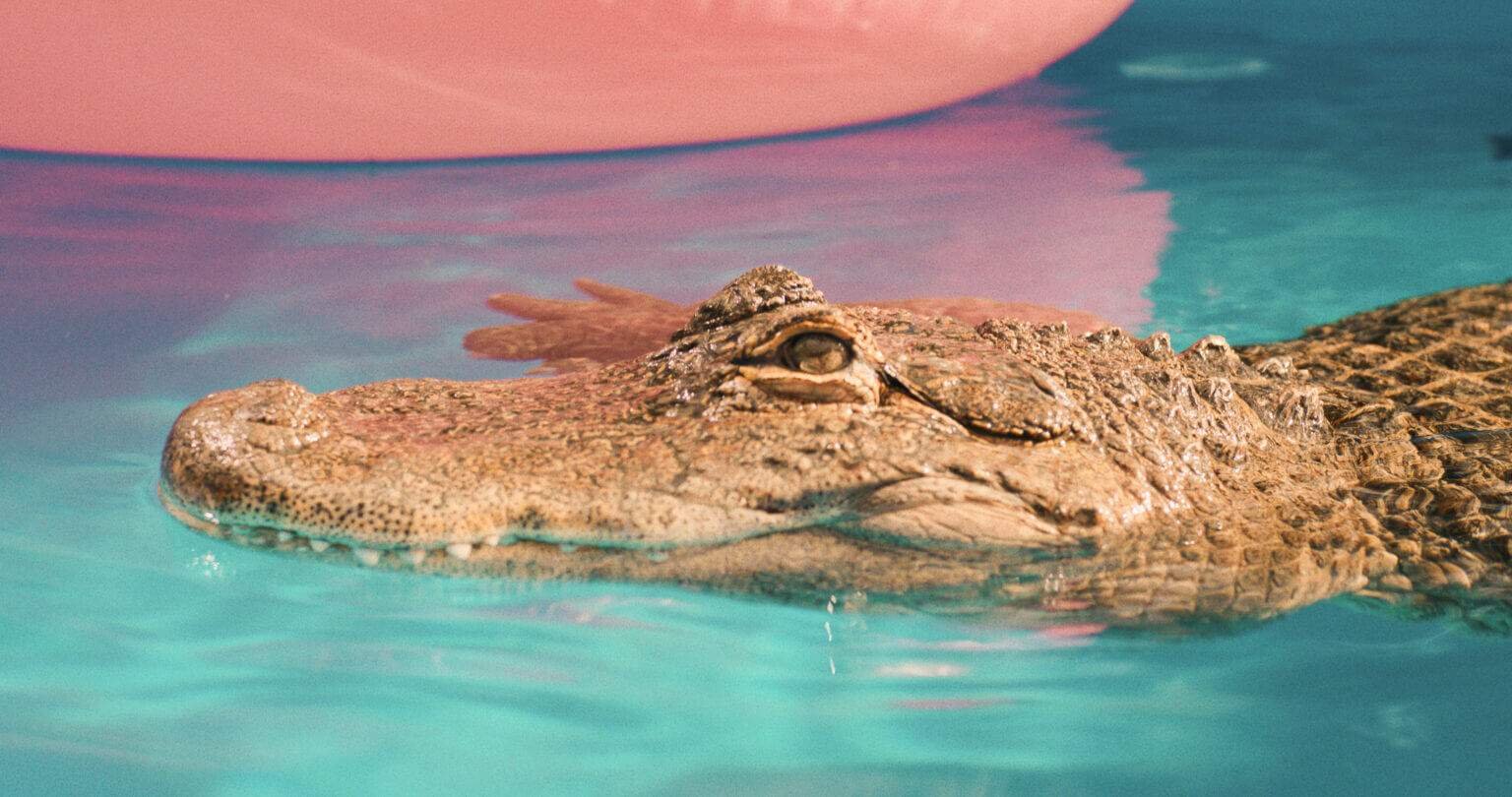 It Takes a Whole Neighbourhood to Make a Film… and an Alligator